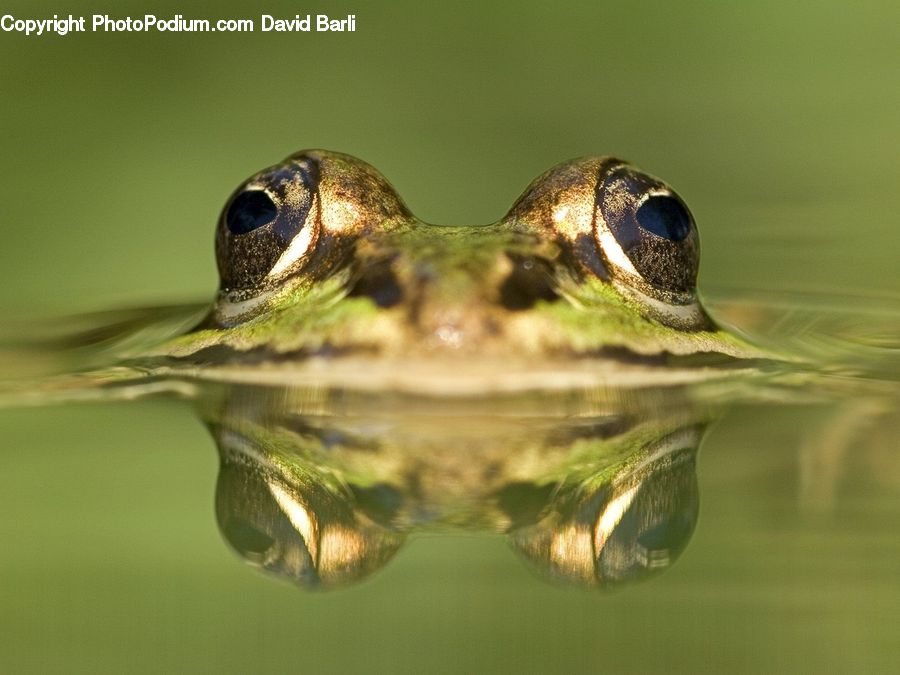 Amphibian, Frog, Wildlife, Bird, Swallow, Water, Fish