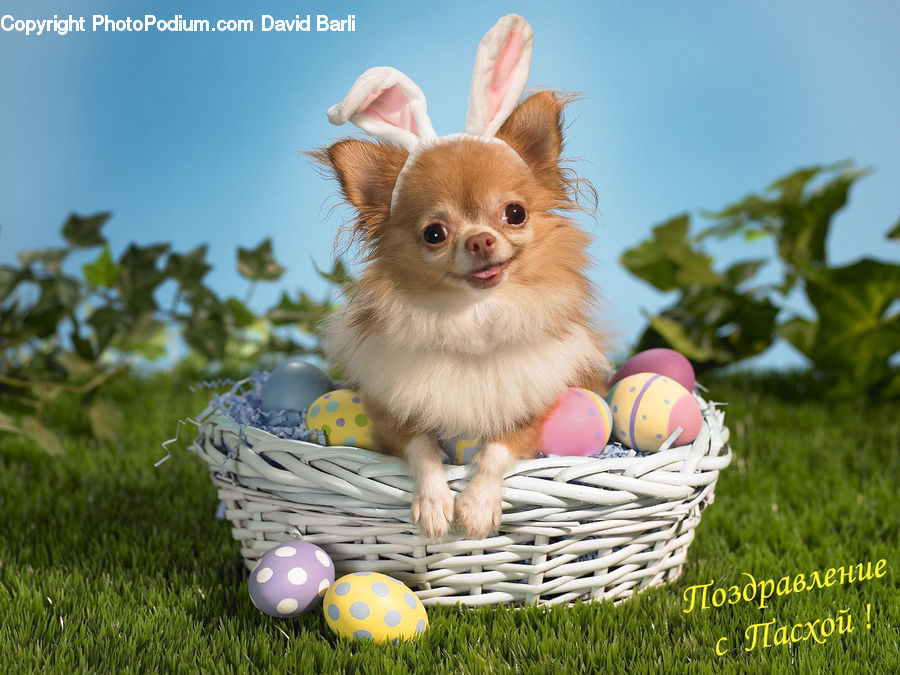 Animal, Canine, Chihuahua, Dog, Mammal, Pet, Ball
