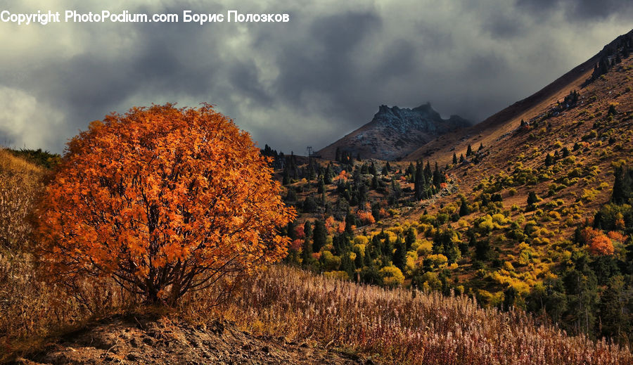 Forest, Vegetation, Grove, Land, Bush, Plant, Conifer