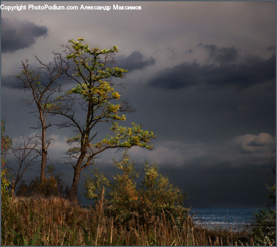 Outdoors, Storm, Thunderstorm, Weather, Plant, Tree, Azure Sky