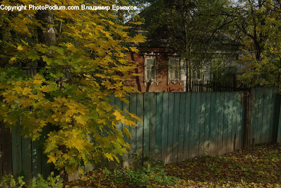 Plant, Vine, Maple, Tree, Wood, Arch, Gate