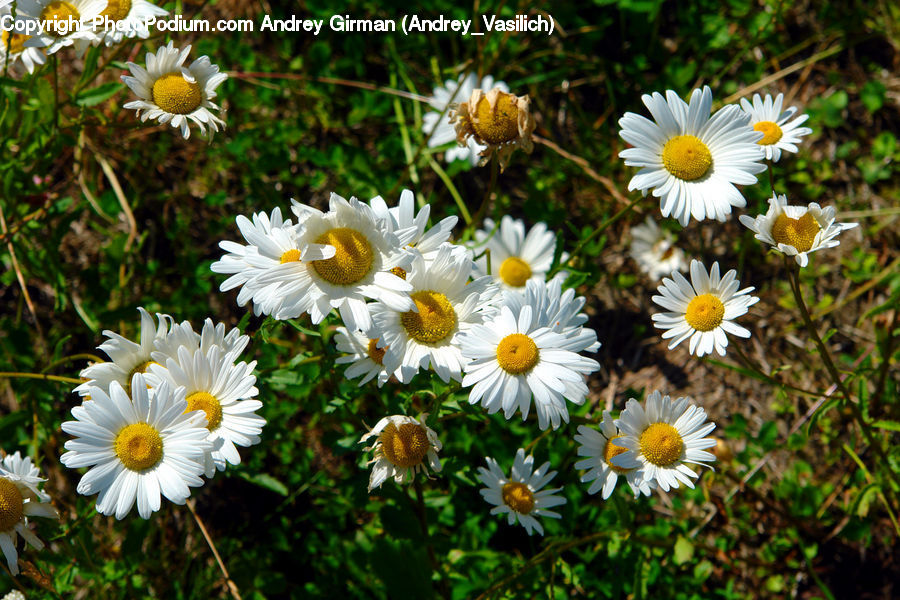 Asteraceae, Blossom, Flora, Flower, Plant, Daisies, Daisy