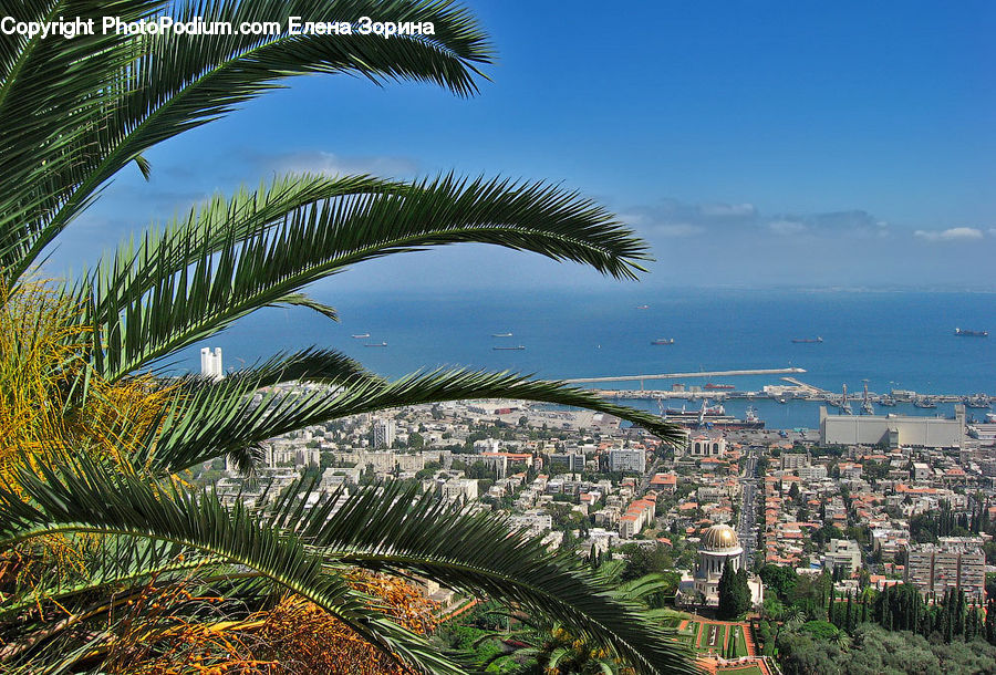 Palm Tree, Plant, Tree, Aloe, Building, Housing, Downtown