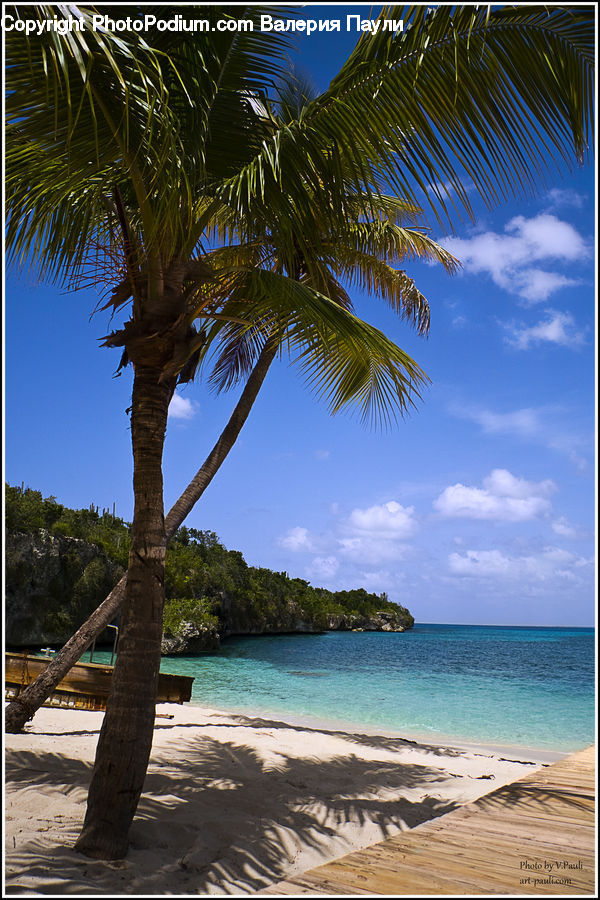 Beach, Coast, Outdoors, Palm Tree, Plant, Sea, Tree