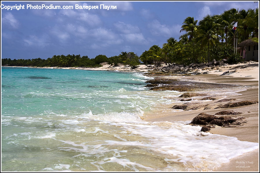 Beach, Coast, Outdoors, Sea, Water, Ocean, Plant