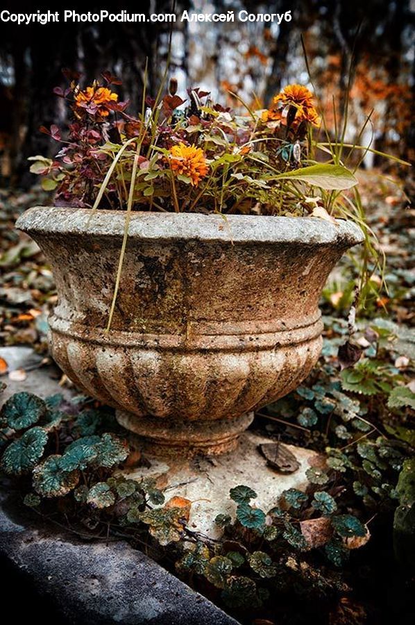 Plant, Potted Plant, Agaric, Amanita, Fungus, Mushroom, Carnival