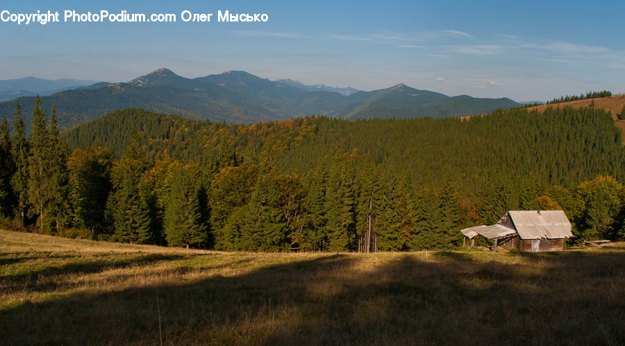 Cabin, Hut, Rural, Shack, Shelter, Conifer, Fir