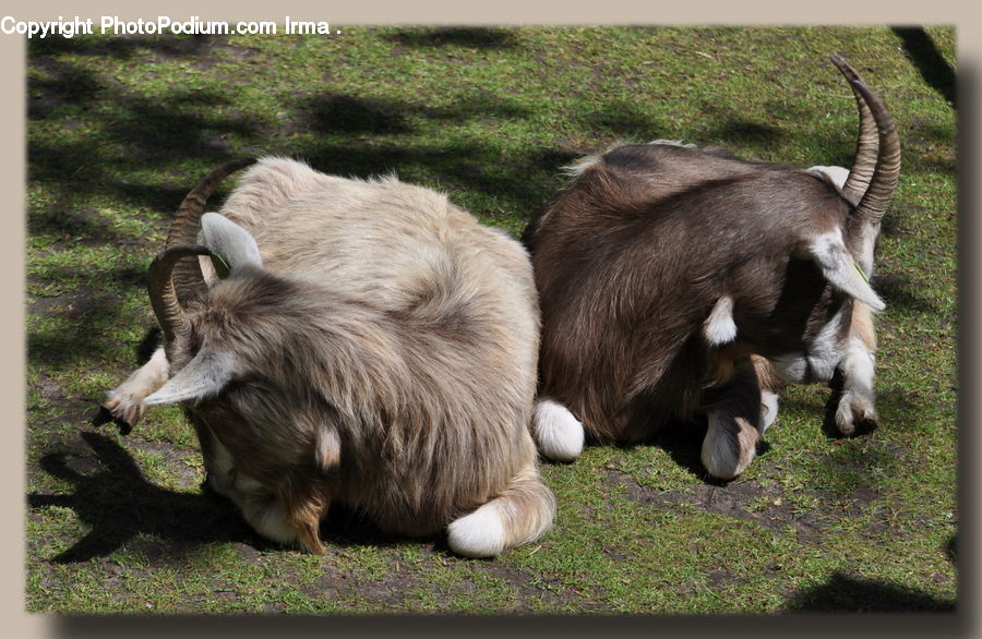 Animal, Goat, Mammal, Mountain Goat