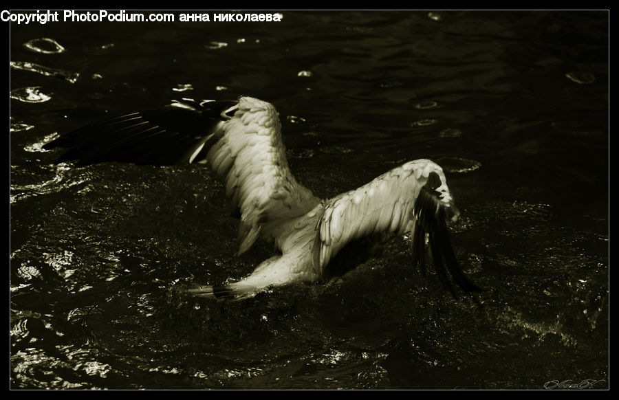 Bird, Duck, Teal, Waterfowl, Animal, Mammal, Otter