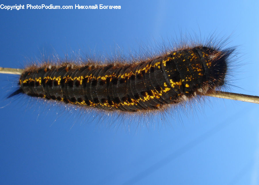 Invertebrate, Worm