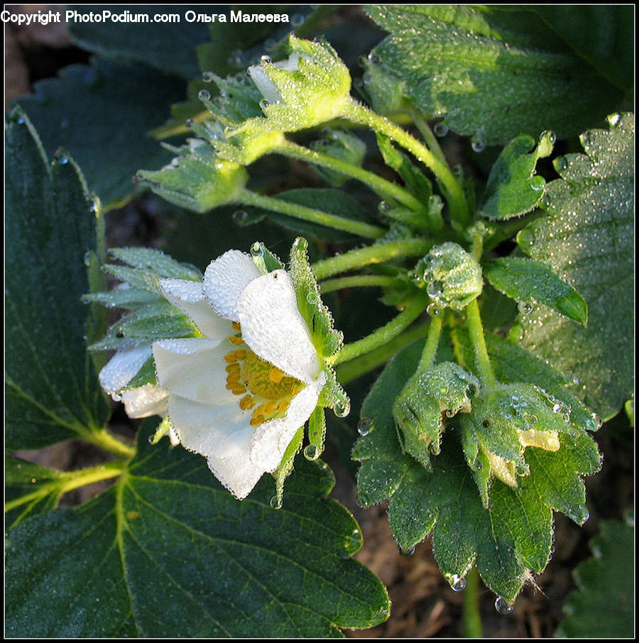 Blossom, Flora, Flower, Geranium, Plant, Conifer, Fir