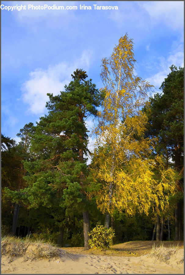 Conifer, Fir, Plant, Tree, Dirt Road, Gravel, Road