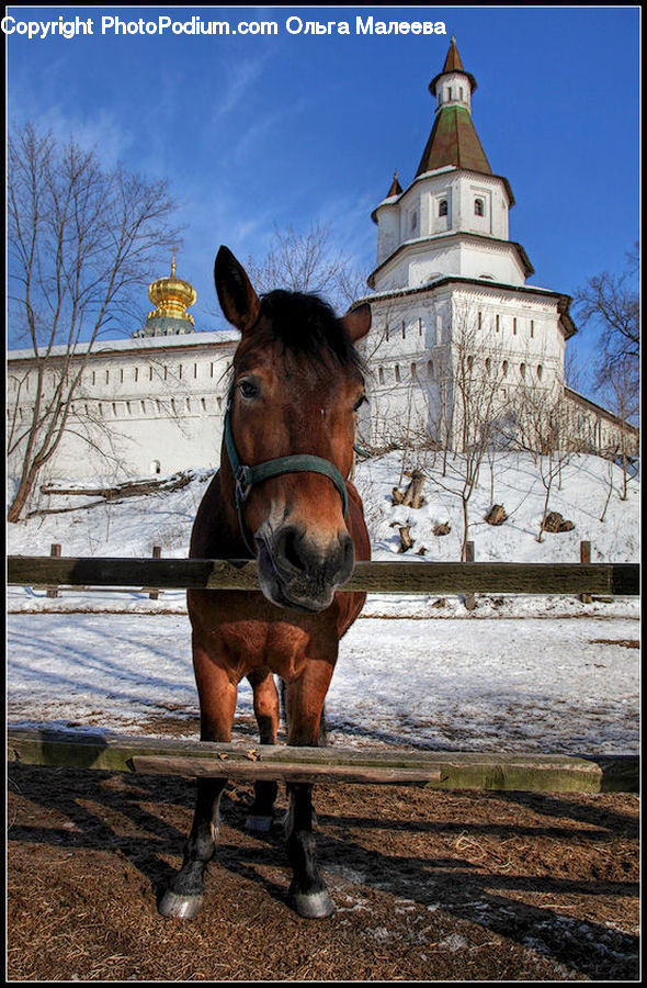 Animal, Horse, Mammal, Equestrian, Person, Bench, Leisure Activities