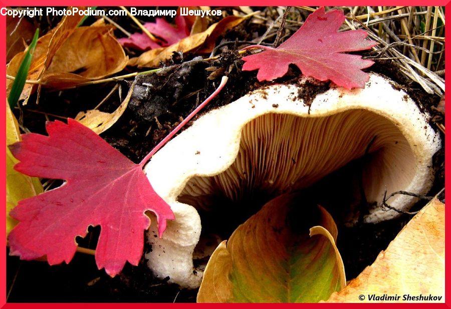 Agaric, Amanita, Fungus, Mushroom, Plant, Collage, Poster