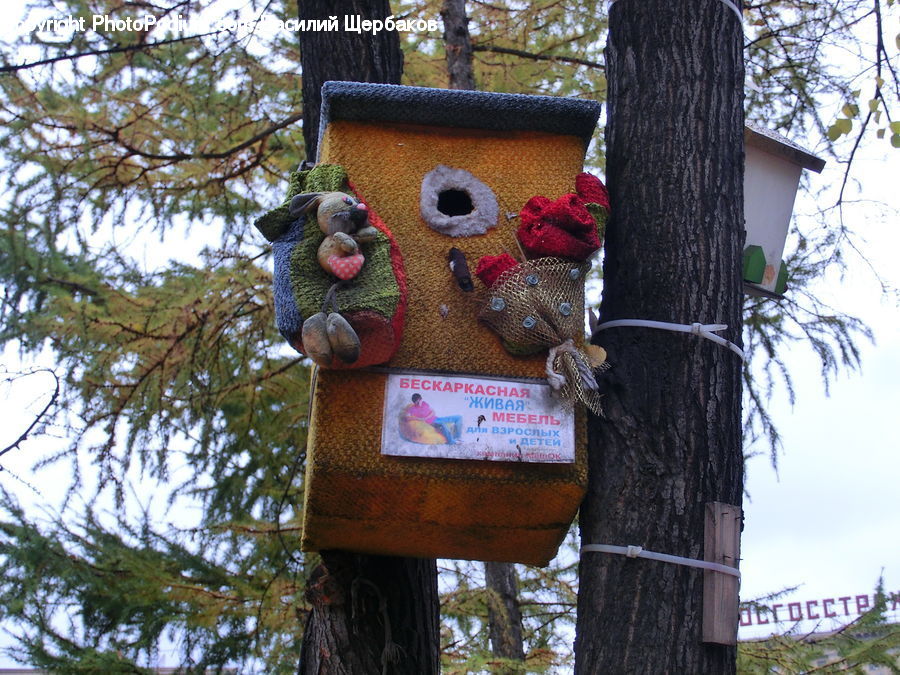 Teddy Bear, Toy, Plant, Tree, Oak, Wood, Sycamore