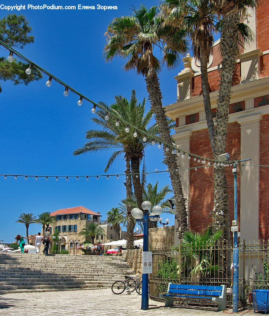 Palm Tree, Plant, Tree, Potted Plant, Building, Housing, Bicycle