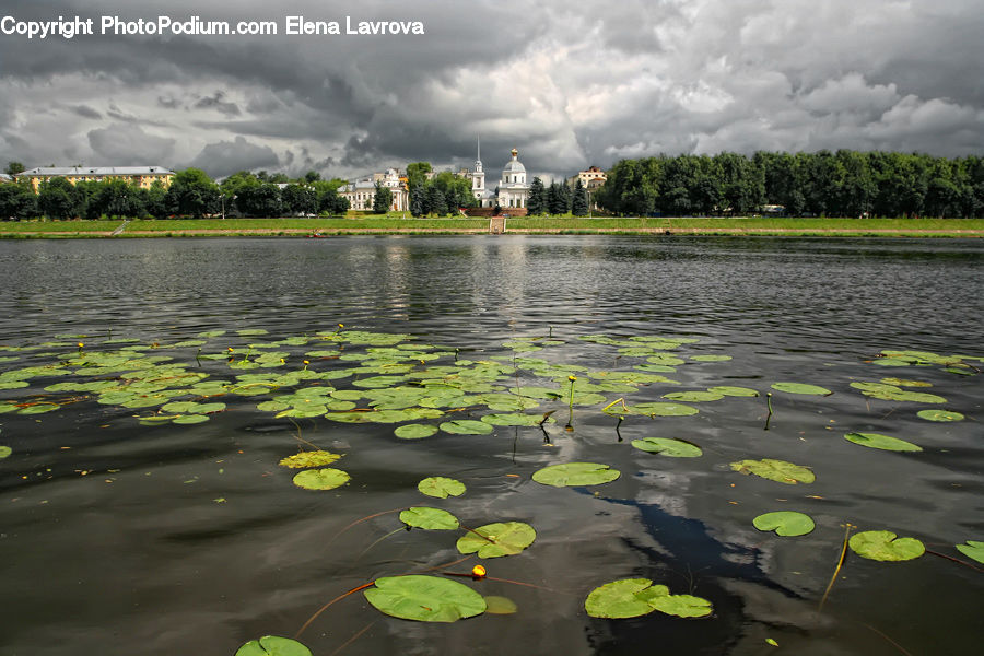 Flower, Lily, Plant, Pond Lily, Land, Marsh, Outdoors