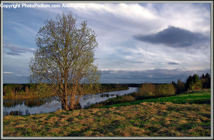 Ditch, Field, Grass, Grassland, Land, Outdoors, Conifer