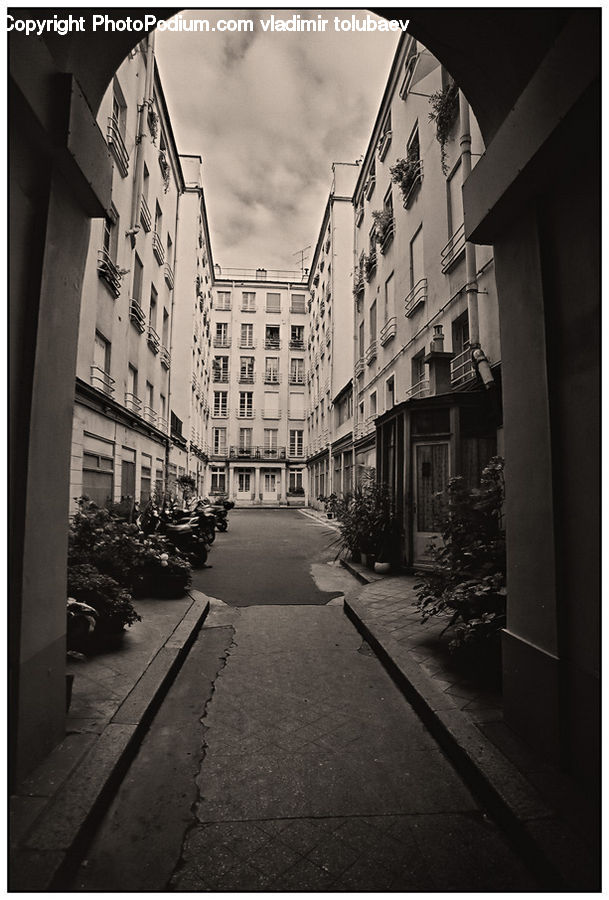 Plant, Potted Plant, Collage, Poster, Road, Street, Town
