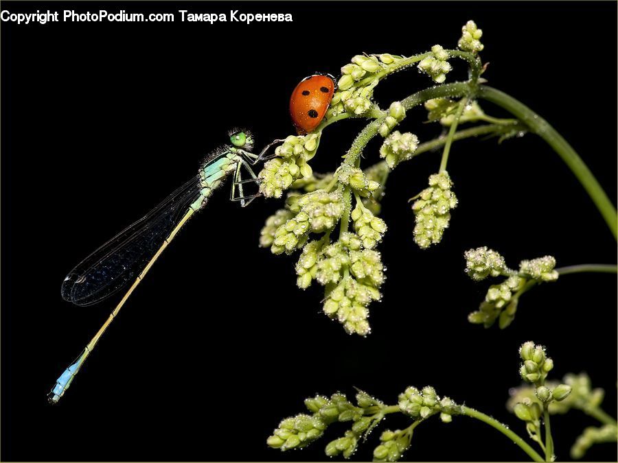 Apiaceae, Blossom, Plant, Fern, Flora, Flower, Conifer