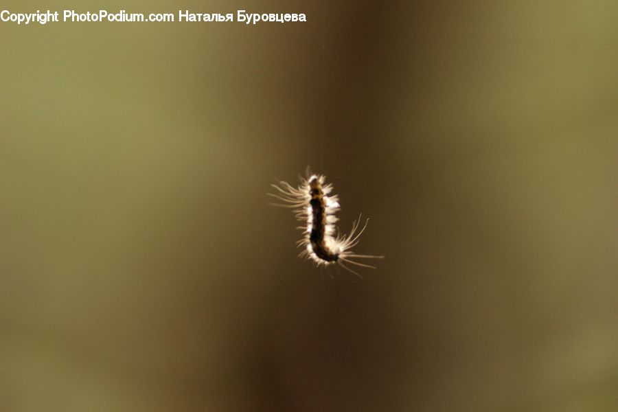 Arachnid, Garden Spider, Insect, Invertebrate, Spider, Dandelion, Flower