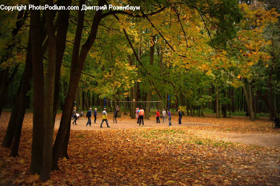 Park, Forest, Vegetation, Fir, Grove, Land, Plant