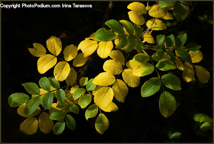 Blossom, Flora, Flower, Plant, Mimosa, Leaf, Lupin