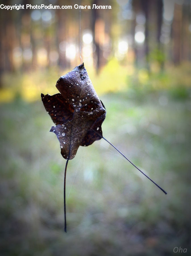 Maple, Maple Leaf, Plant, Butterfly, Insect, Invertebrate, Blossom