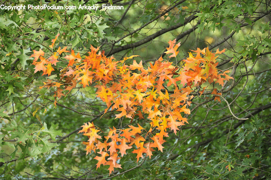Maple, Tree, Wood, Blossom, Flora, Flower, Plant
