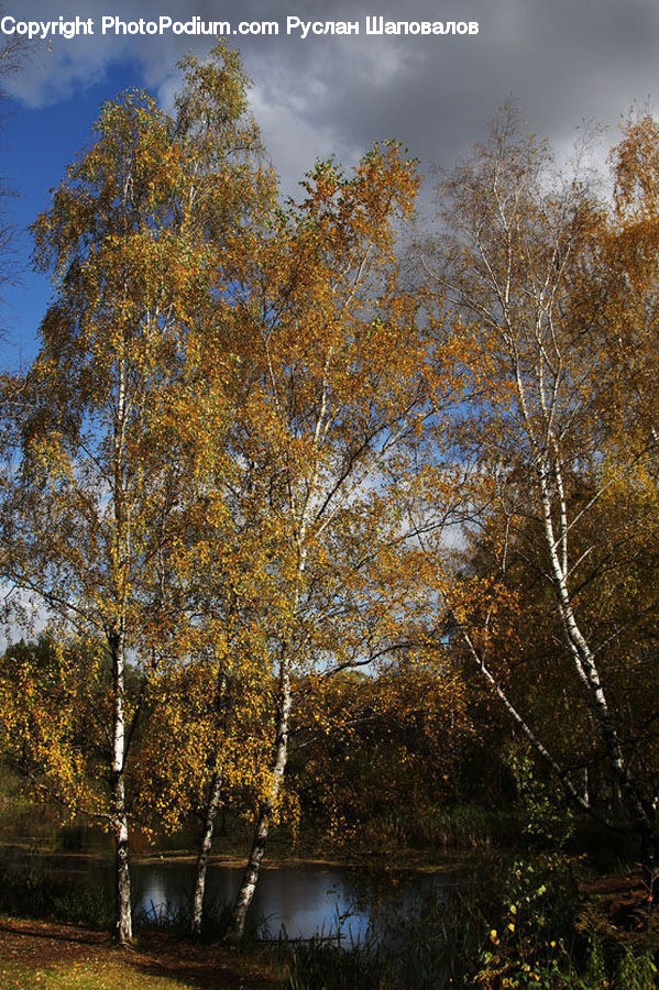 Birch, Tree, Wood, Lake, Outdoors, Water, Plant