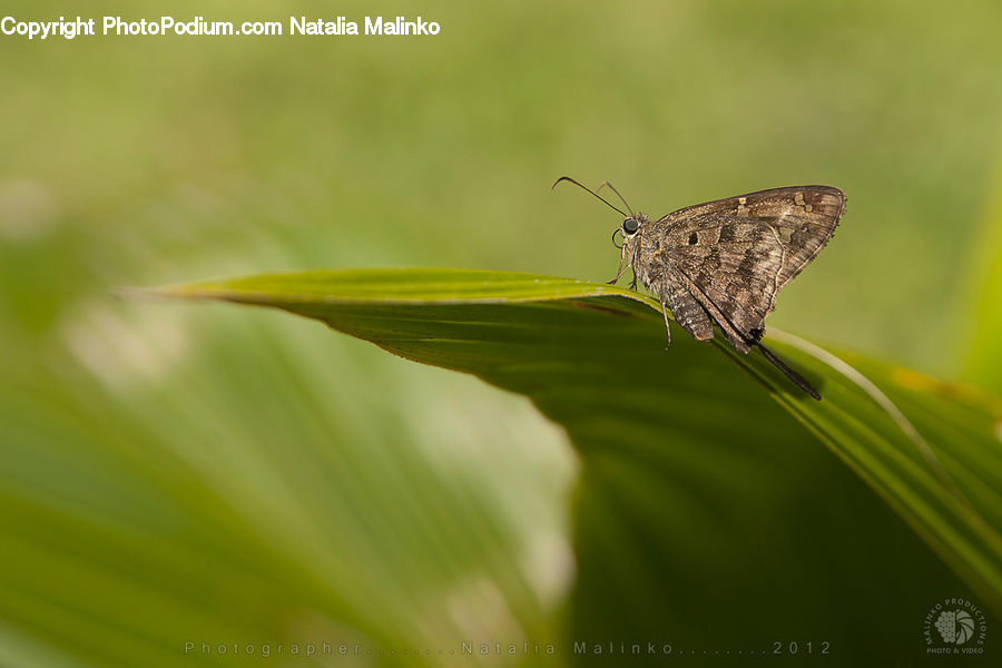 Cricket Insect, Grasshopper, Insect, Invertebrate, Butterfly, Moth, Mosquito