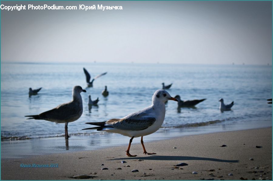 Bird, Seagull, Beach, Coast, Outdoors, Sea, Water