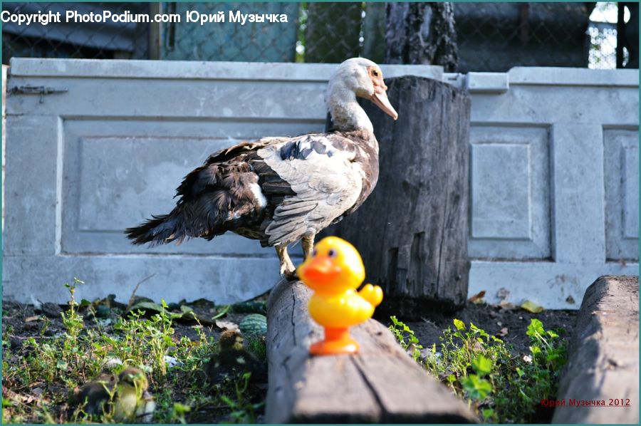 Badger, Person, Beak, Bird, Eagle, Animal, Zoo