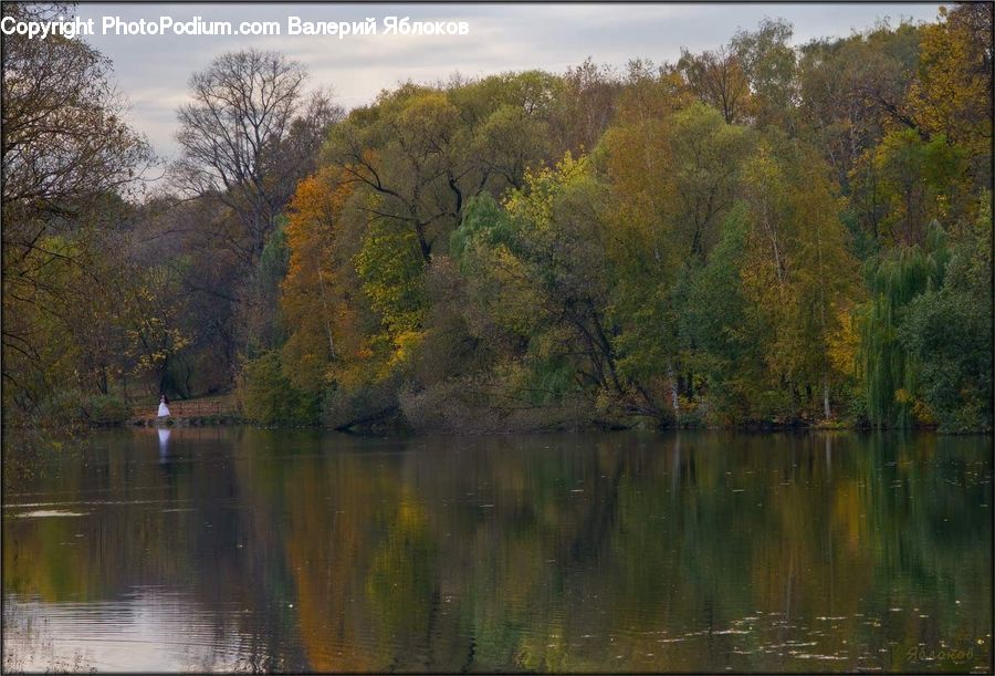 Outdoors, Pond, Water, River, Forest, Vegetation, Conifer