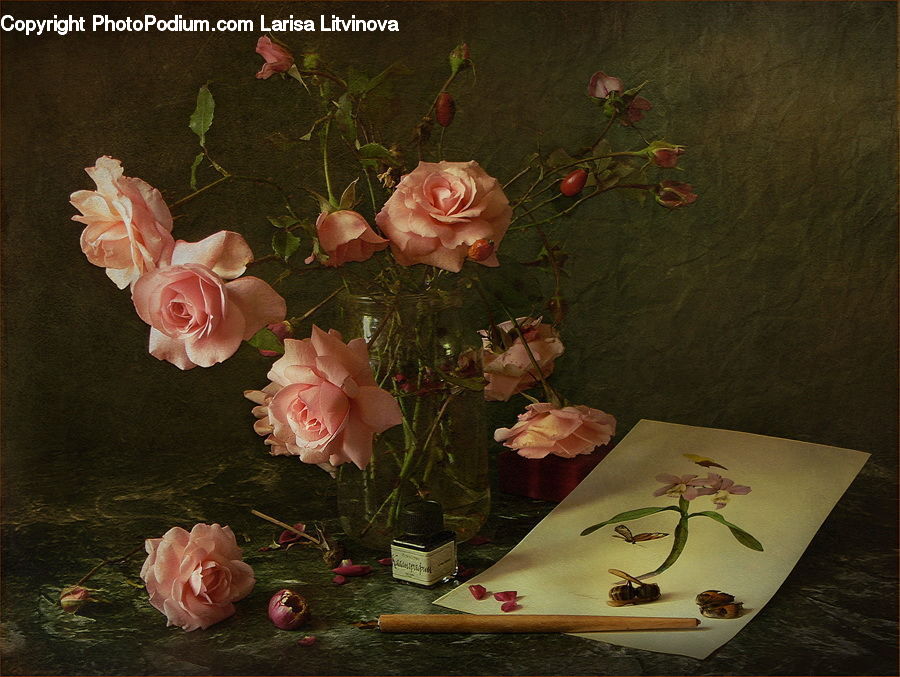 Plant, Potted Plant, Blossom, Flower, Rose, Floral Design, Flower Arrangement
