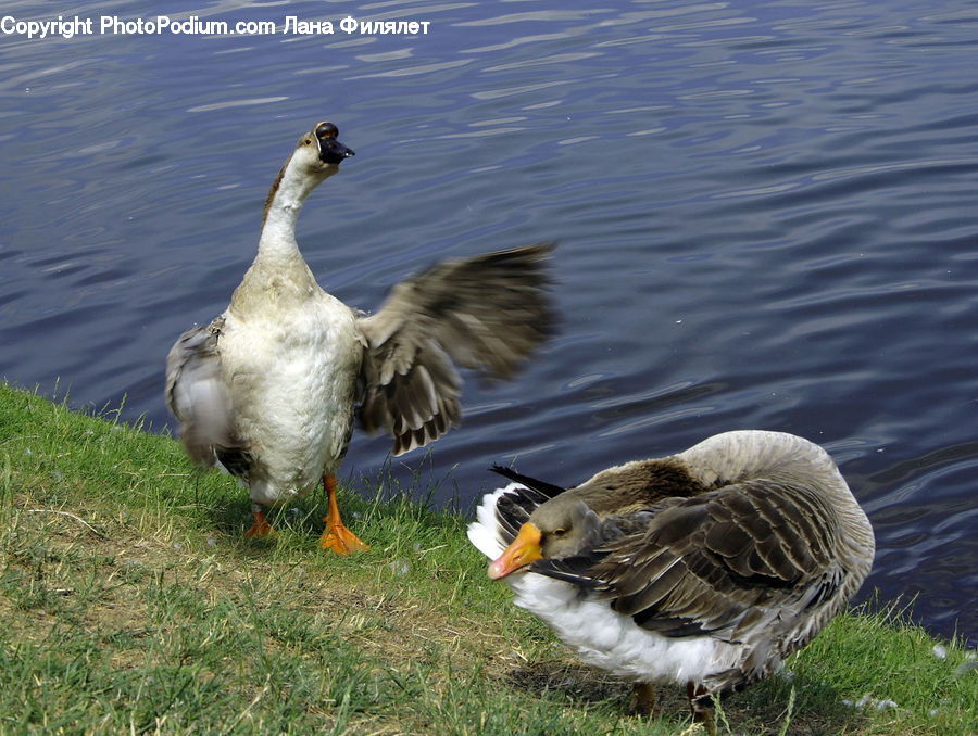 Bird, Goose, Waterfowl, Duck, Teal, Beak