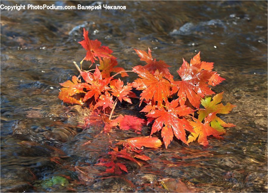 Maple, Maple Leaf, Plant, Tree, Wood, Carp, Fish