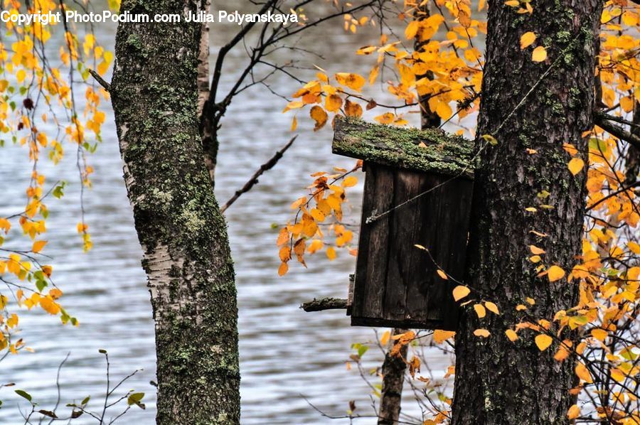 Tree Trunk, Birch, Tree, Wood, Oak, Sycamore, Ivy