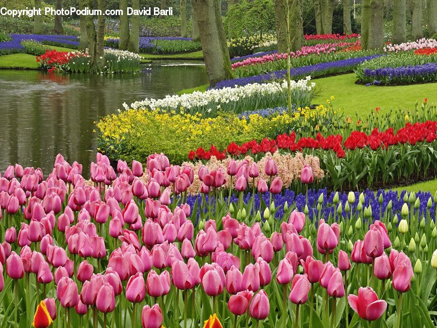Blossom, Flora, Flower, Plant, Tulip, Outdoors, Pond