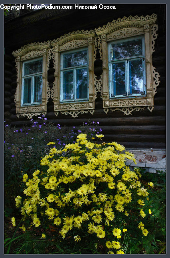 Plant, Potted Plant, Building, Cottage, Housing, Deck, Porch