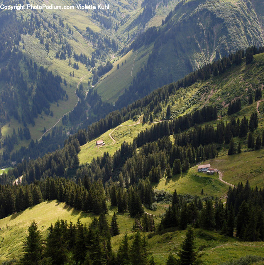 Crest, Mountain, Outdoors, Peak, Valley, Conifer, Fir
