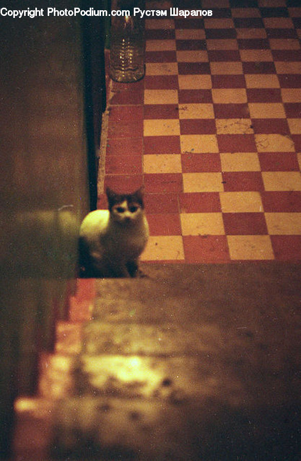 Animal, Cat, Mammal, Pet, Pavement, Adorable