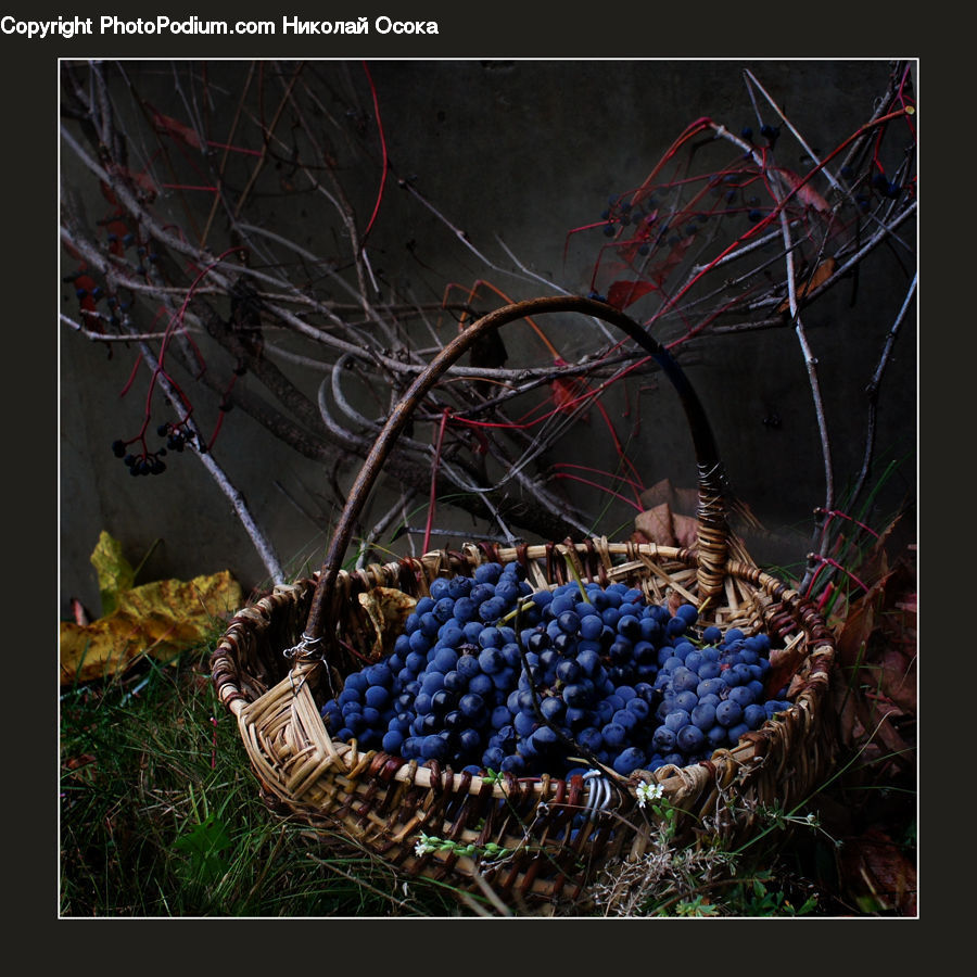 Fruit, Grapes, Basket, Plant, Vine, Market, Produce