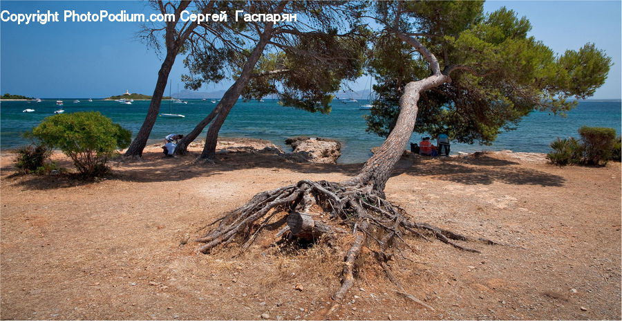 Root, Plant, Tree, Oak, Wood, Outdoors, Fir