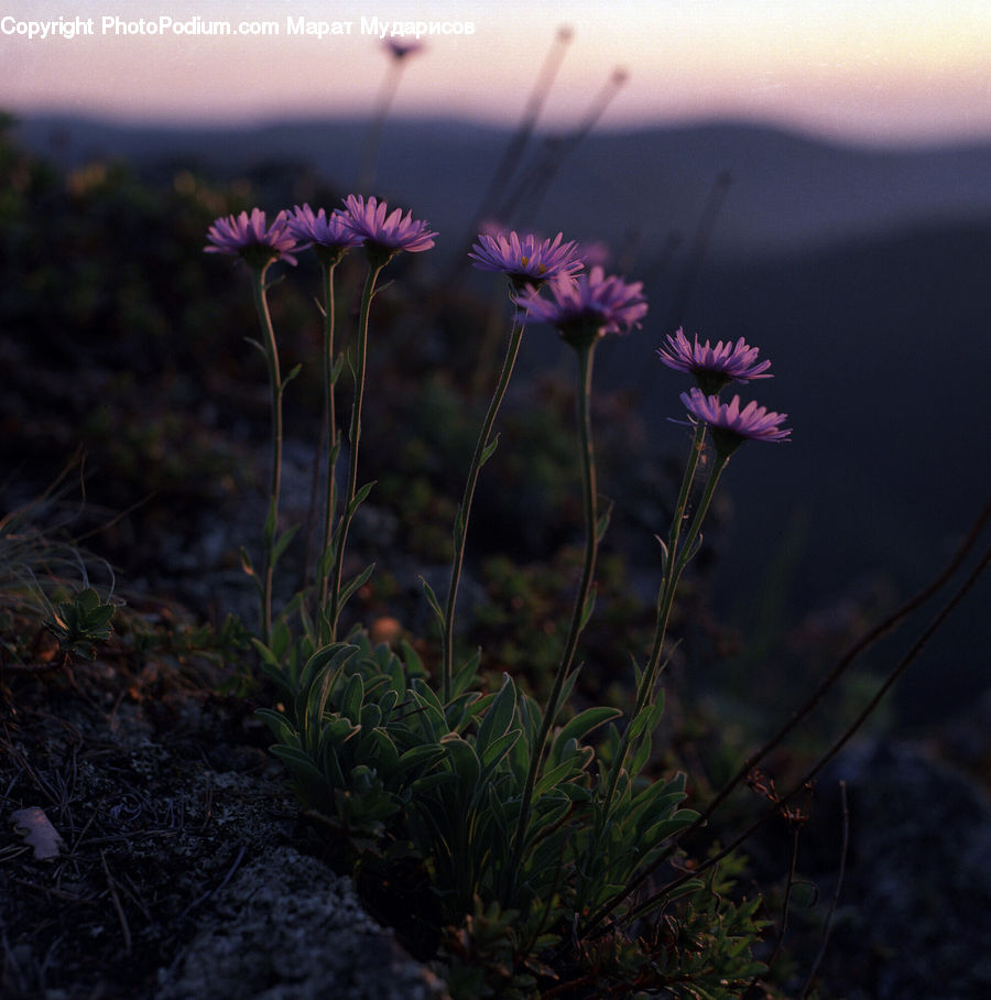 Moss, Plant, Field, Grass, Grassland, Cosmos, Weed