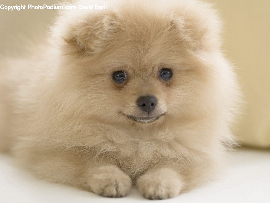 Animal, Canine, Dog, Mammal, Pet, Puppy, Chow