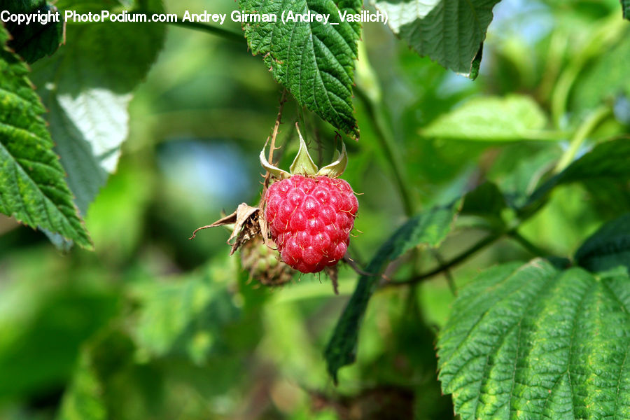 Fruit, Raspberry, Herbs, Mint, Plant, Leaf, Blossom