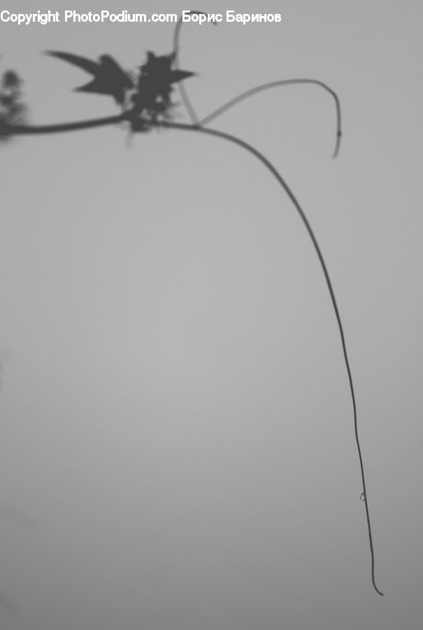 Insect, Invertebrate, Mosquito, Flying