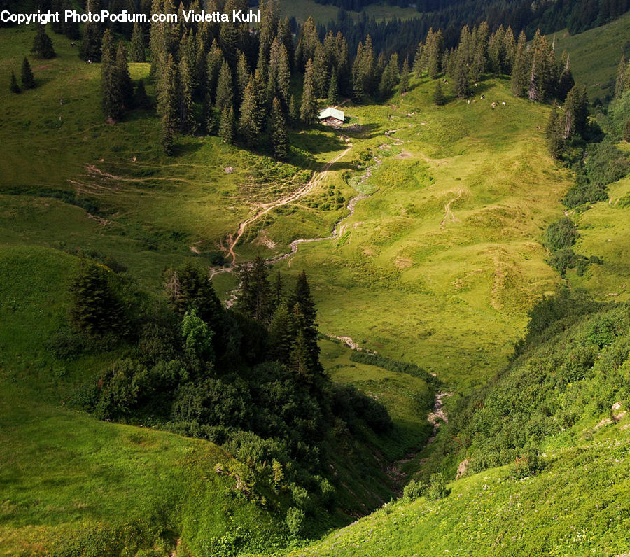 Field, Grass, Grassland, Land, Outdoors, Conifer, Fir