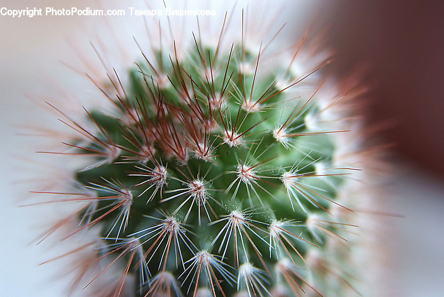 Plant, Weed, Cactus, Conifer, Fir, Tree, Blossom